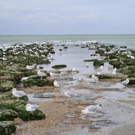 Near Dunes And In Zeedijk
